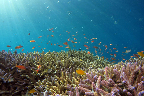 Cham Islands: Scuba Diving Experience with 2 Divemaster Opts PADI Scuba + Snorkeling (1 Dive + 1 Snorkel)