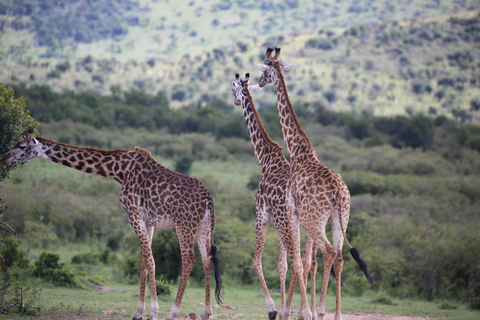 3 days and 2 nights masai mara safari from nairobi (Copy of) 3 days and 2 nights masai mara safari from nairobi