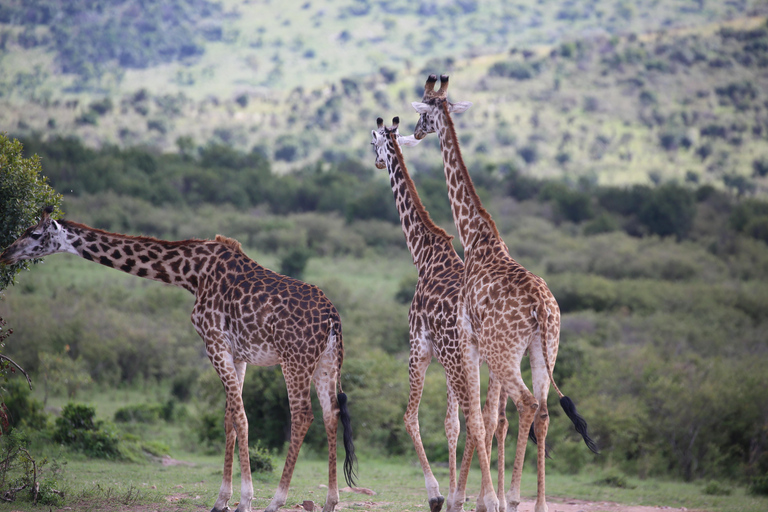 3 days and 2 nights masai mara safari from nairobi (Copy of) 3 days and 2 nights masai mara safari from nairobi