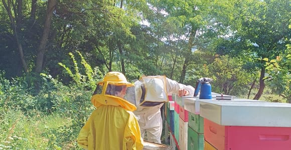 Beekeeper for a day in the setting of Mount Baldo