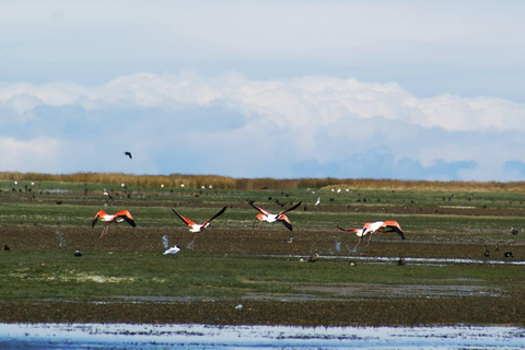 Puno: Birdwatching in the Titicaca National Reserve
