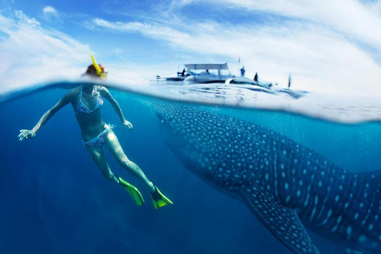 Cebu: Oslob Whale Shark Swimming Experience Cebu: Oslob Whale Shark Swimming Experience Shared Tour