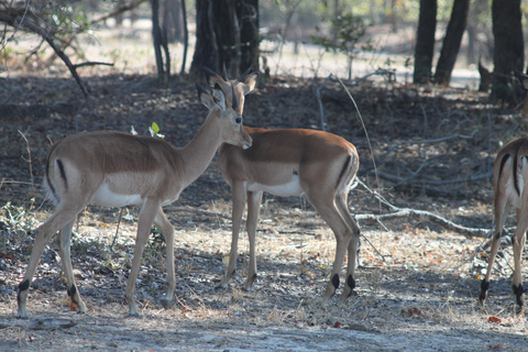 Chobe Morning Game Drive Safari from Livingstone & Vic Falls