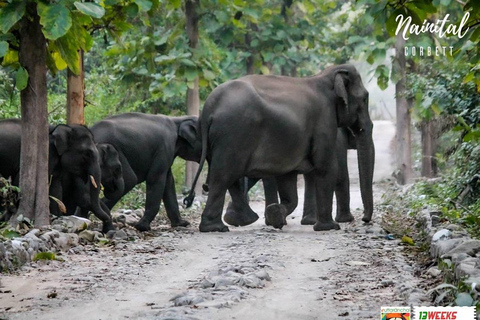 Essa excursão de 2 dias com safári de tigre no Parque Nacional Jim Corbett