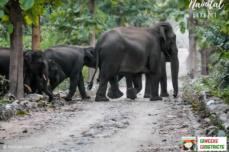 Essa excursão de 2 dias com safári de tigre no Parque Nacional Jim Corbett