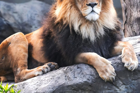 Chicago: A Guided Walking Tour of Lincoln Park Zoo