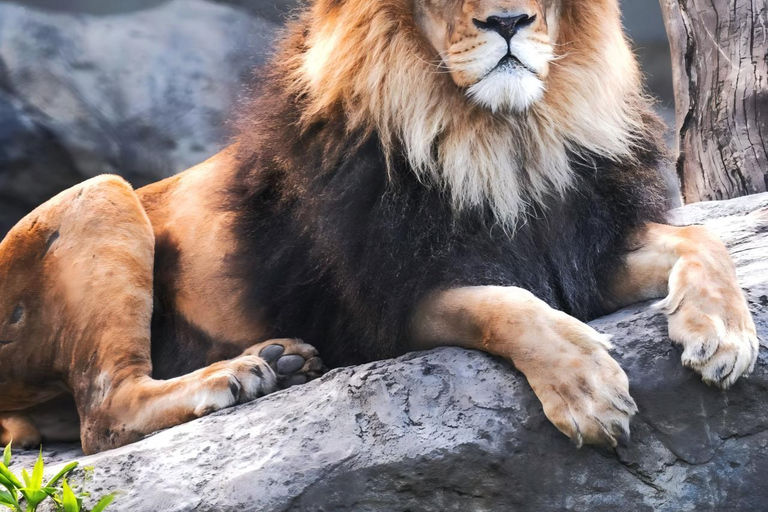 Chicago: A Guided Walking Tour of Lincoln Park Zoo
