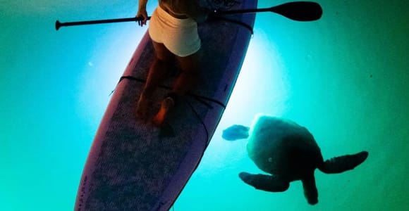 Hale&#39;iwa: Neon Nights: LED Paddleboard Tour with Sea Turtles