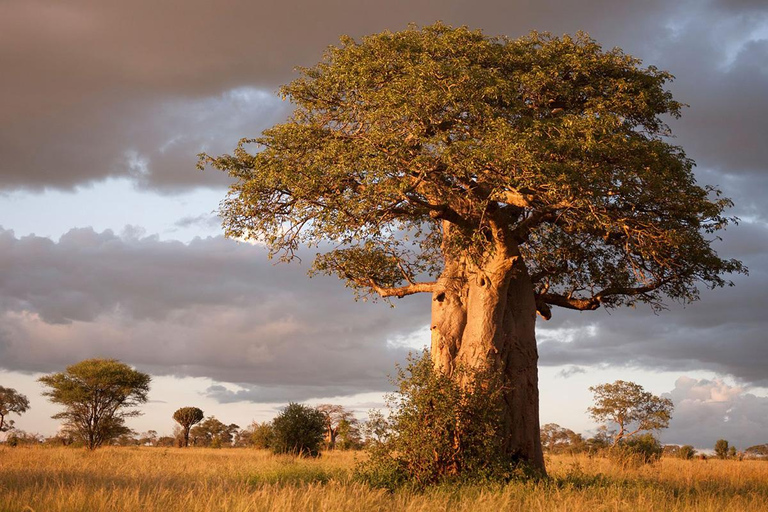 Tansania: 6-tägige Safari-Abenteuerreise mit Wildtieren und KulturTansania: 6 Tage Safari-Abenteuer mit Wildtieren und Kultur