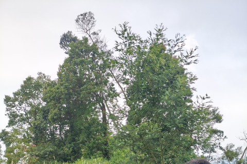 Yogyakarta: Merapi Eco Trek, Coffee & Tree Planting
