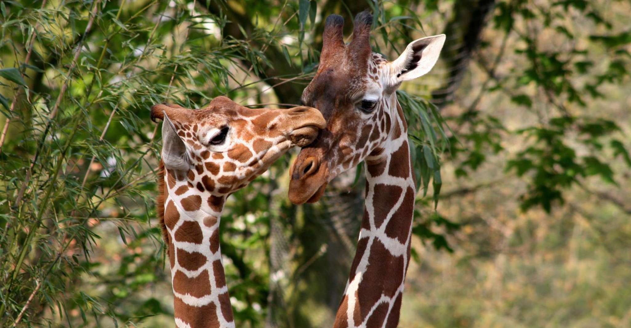 Amsterdam: ARTIS Amsterdam Royal Zoo Entry Ticket photo 5