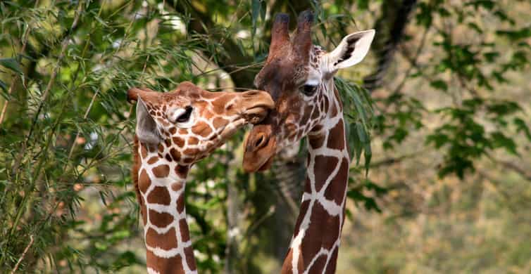 Amsterdam: ARTIS Amsterdam Royal Zoo Entry Ticket photo 5
