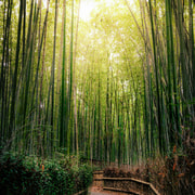 Arashiyama: Imperial Retreat & Kyoto's Scenic Beauty