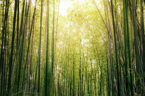 Arashiyama: Imperial Retreat & Kyoto's Scenic Beauty - Image 3