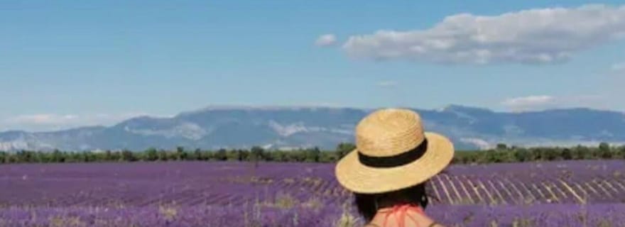 Valensole : Visite d'un domaine viticole et d'une ferme de lavande