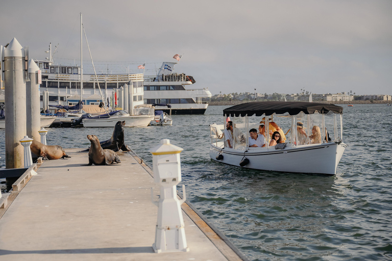 Los Angeles: Sea Lions Watching Cruise 90 Min Sea Lions Adventure Cruise