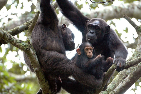 From Kigali: 3-Day Chimpanzee Trekking, Canopy & Lake Kivu 3-Day Chimpanzee Trekking, Canopy & Lake Kivu+Accommodation