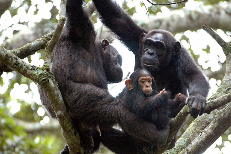 From Kigali: 3-Day Chimpanzee Trekking, Canopy & Lake Kivu
