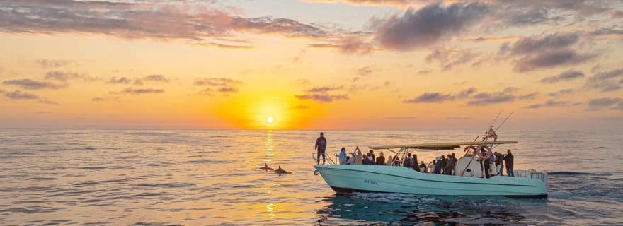 Depuis Alcudia : Excursion en bateau pour observer les dauphins au lever du soleil