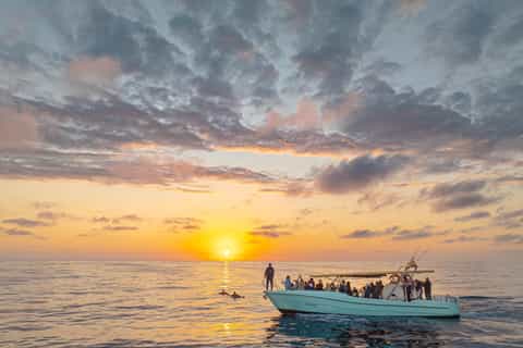 Ab Alcudia: Delfinbeobachtungstour bei Sonnenaufgang