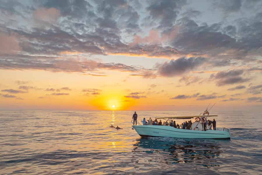 Ab Alcudia: Delfinbeobachtungstour bei Sonnenaufgang. Foto: GetYourGuide