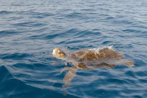 Tenerife: Kayak & Snorkeling Tour - Small Groups