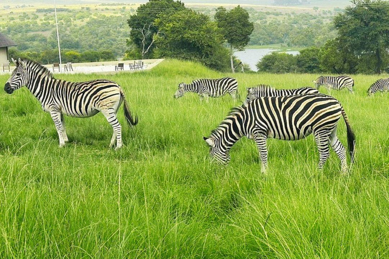 From Johannesburg: Rhino & Lion Nature Reserve Safari Tour