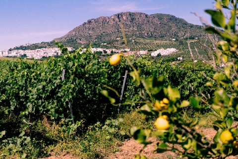 Excursion d'une journée depuis Malaga : dégustation de vin et découverte d'un vignobleLangue