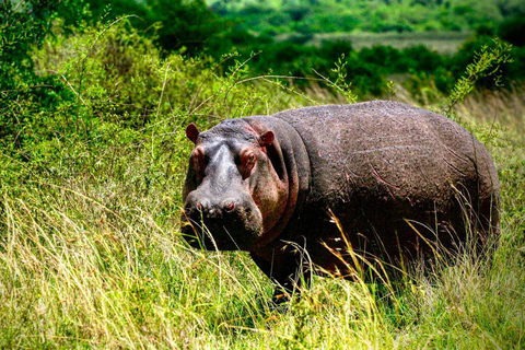 Nairobi National Park, Elephant Orphanage & Giraffe Centre