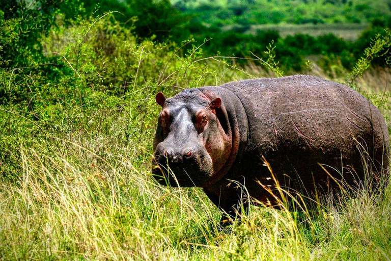 Nairobi National Park, Elephant Orphanage & Giraffe Centre