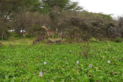Nairobi: Hell's Gate & Lake Naivasha Day Trip with Boat Ride
