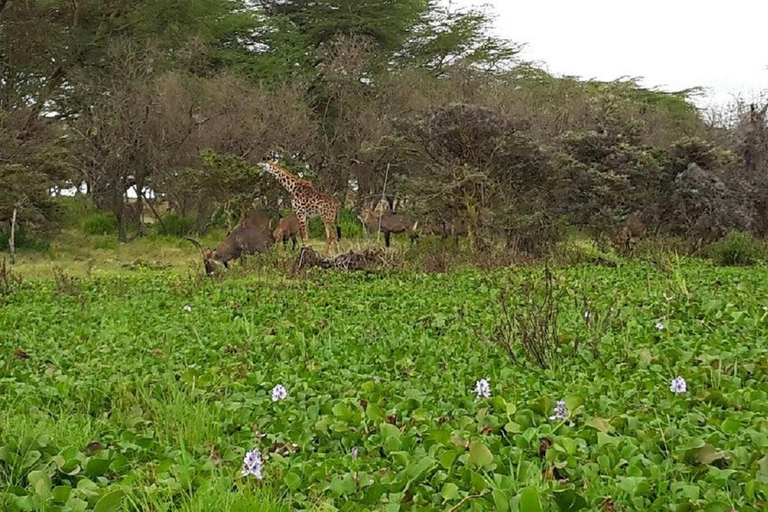 Nairobi: Hell's Gate & Lake Naivasha Day Trip with Boat Ride
