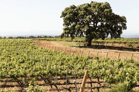 Requena: Bodegas Nodus Winery Tour and Wine Tasting