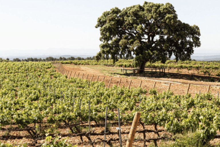 Requena: Bodegas Nodus Winery Tour and Wine Tasting