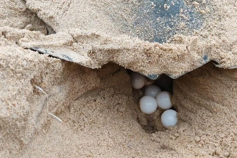 Obserwuj gniazdowanie żółwi morskich – nocna wycieczka na wyspie SalOglądaj gniazdowanie żółwi morskich – nocna wycieczka na wyspę Sal