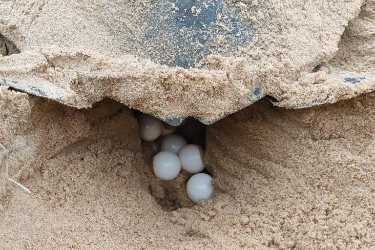 Obserwuj gniazdowanie żółwi morskich – nocna wycieczka na wyspie SalOglądaj gniazdowanie żółwi morskich – nocna wycieczka na wyspę Sal