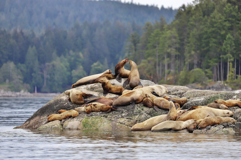 Campbell River: Spring Bear Watching & Waterfalls Boat Tour