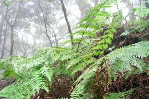 La Gomera: The Rain Forest (national park)