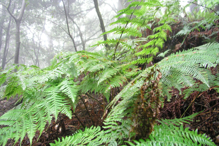 La Gomera: Las deszczowy (park narodowy)La Gomera: Wędrówki po lesie deszczowym