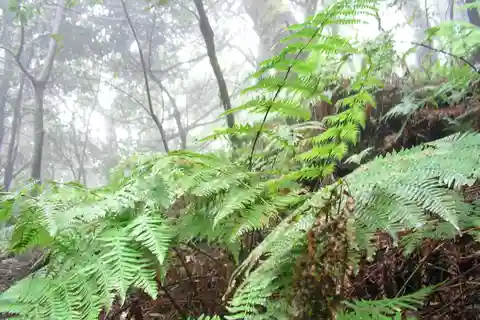 La Gomera: The Rain Forest (national park)