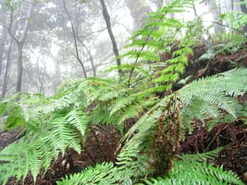 La Gomera: Der Regenwald (Nationalpark)