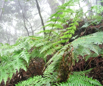 La Gomera: Der Regenwald (Nationalpark)