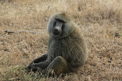 From Arusha: 7-Day Northern Tanzania Safari
