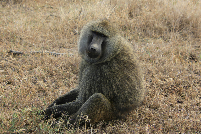 From Arusha: 7-Day Northern Tanzania Safari