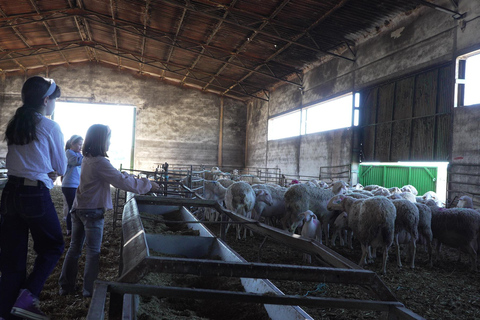 Toledo: Guided Artisan Cheese Dairy Tour with Tasting Guided Artisan Cheese Dairy Tour with Tasting (in Spanish)