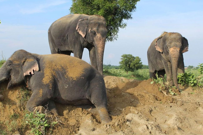 Au départ de Delhi : excursion à Mathura d'une journée avec protection des éléphants