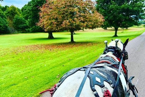 Killarney National Park Jaunting Car Tour - Image 2