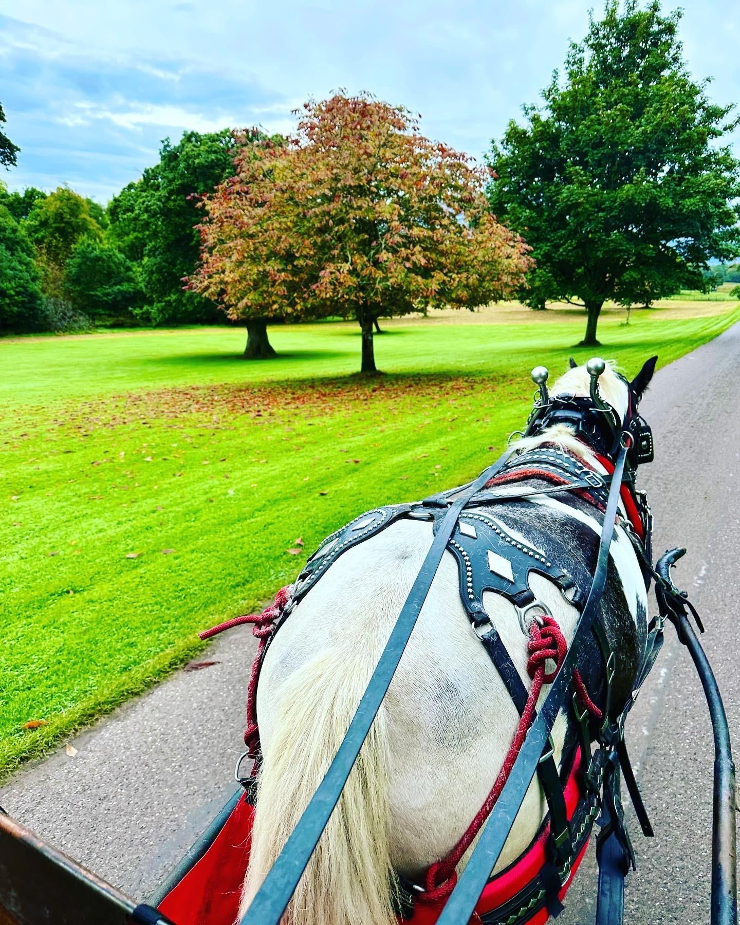 Killarney-Nationalpark-Jaunting-Car-Tour