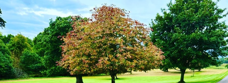 Visite en jaunting car du parc national de Killarney