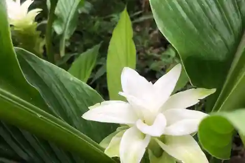 Costa di Kona: Degustazione di caffè Rooster Farms
